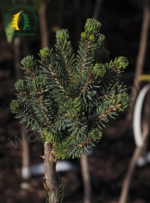 Świerk biały 'Stanley Pygmy' Pa